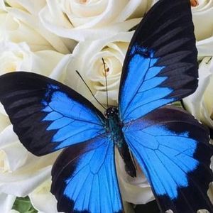 Meet your Posher, Ray-ramona